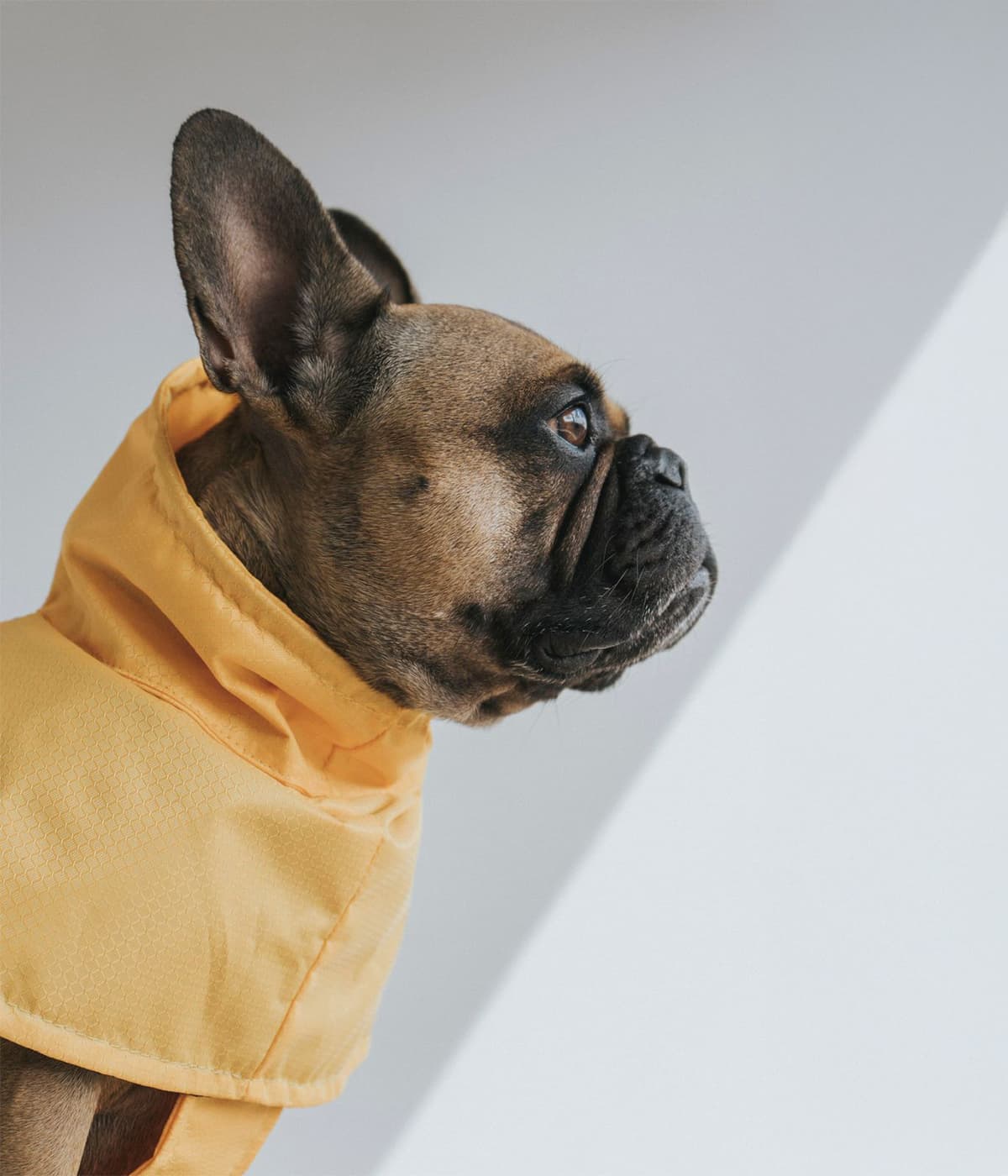 Un perro raza Bulldog Francés color café usando un chaleco impermeable para la lluvia color amarillo