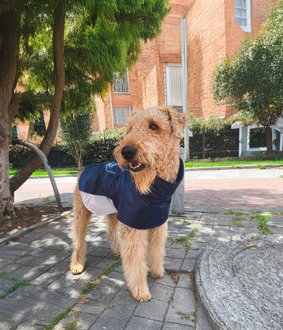 Un perro usando un Impermeable para perro color azul oscuro