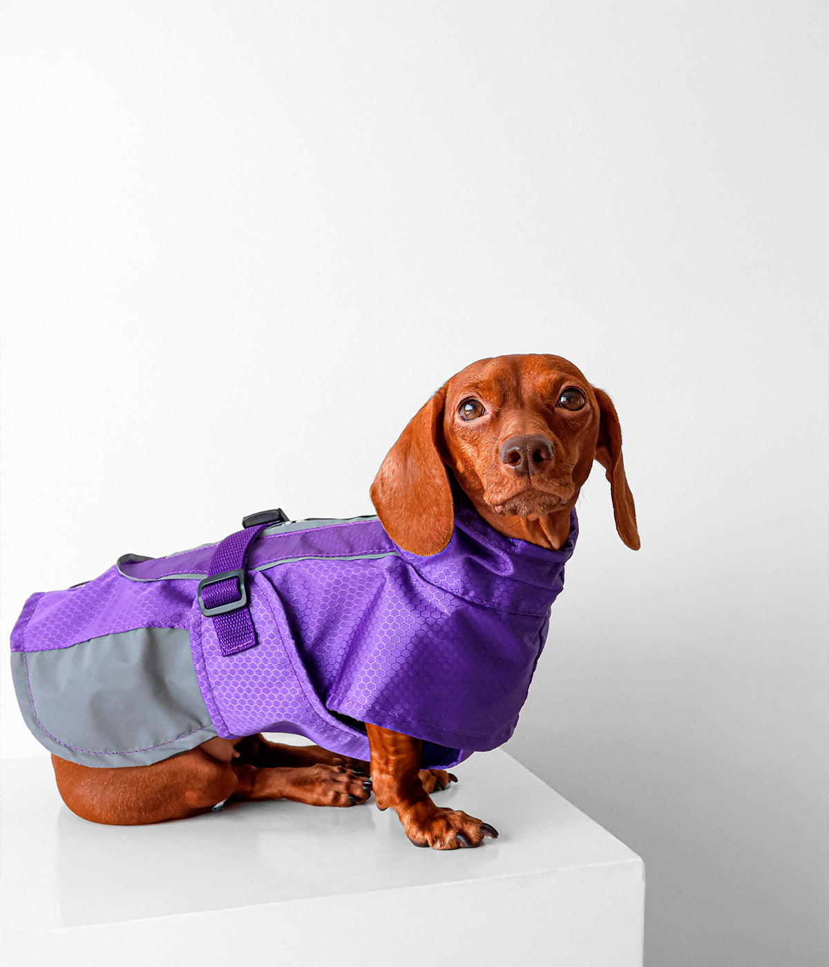 Un perro usando un Impermeable para perro color morado