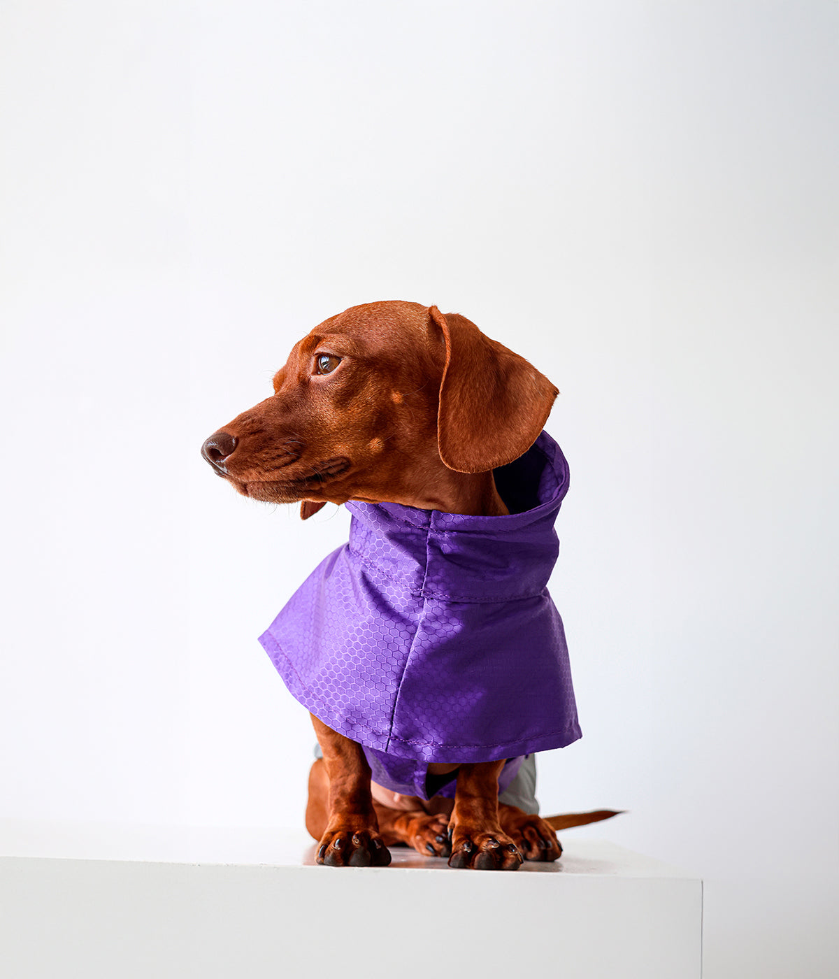 Un perro parado de frente usando un Impermeable para perro color morado