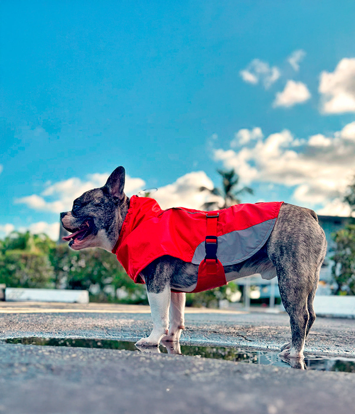 Un perro usando un Impermeable para perro color rojo