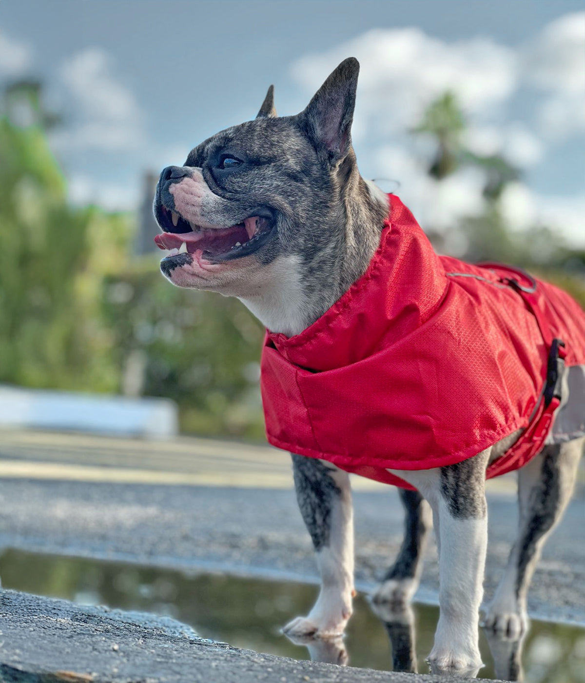 Un perro en un día oscuro usando un Impermeable para perro color rojo