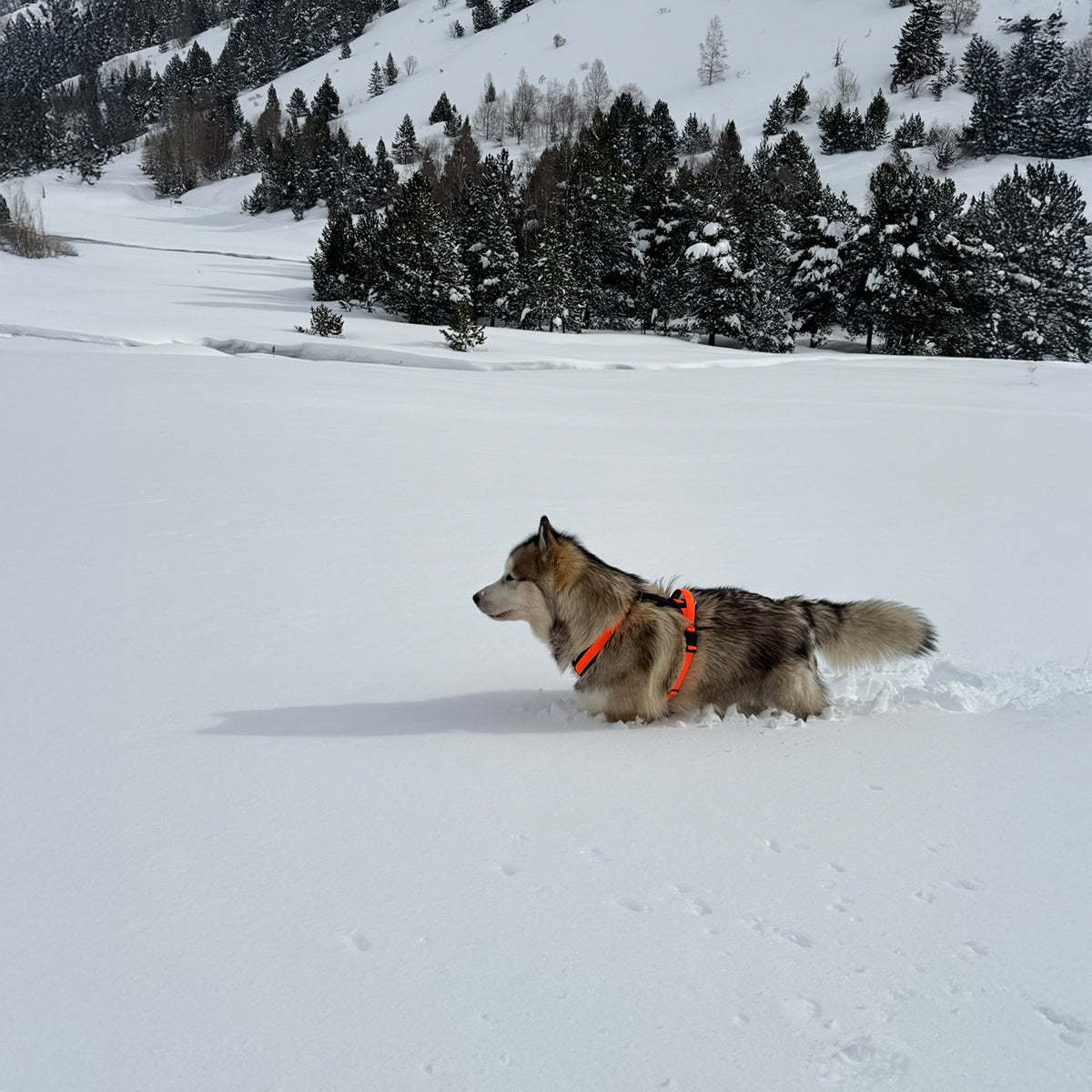 De Colombia a Vall d’Incles (Andorra)
