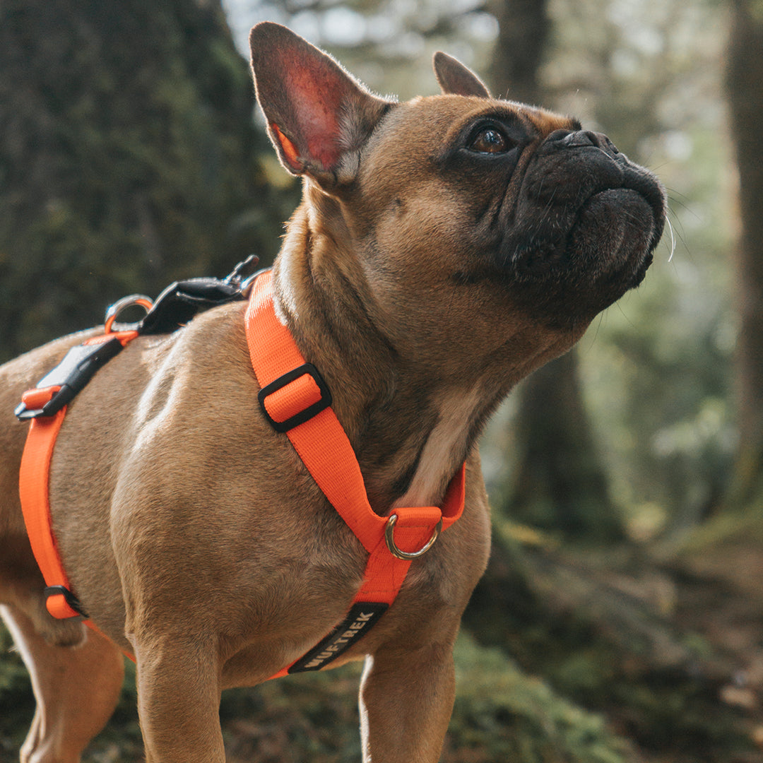 Un perro bulldog francés visto de perfil y está usando un arnés H para perrros color naranja con negro