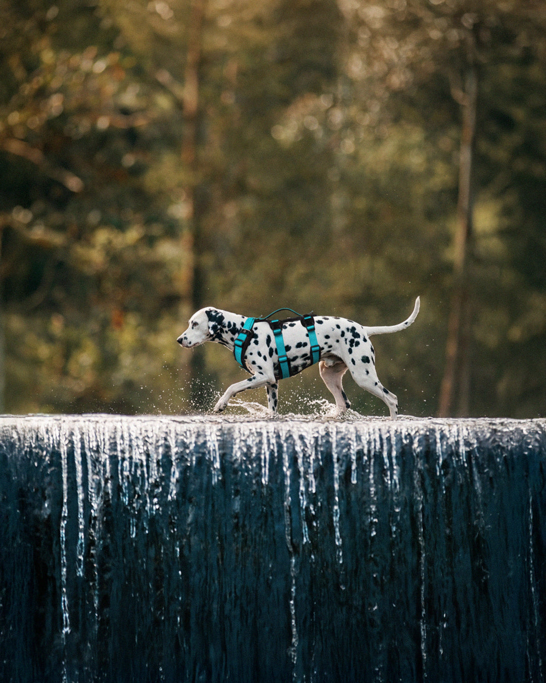Un perro usando un arnes anti escape color azul
