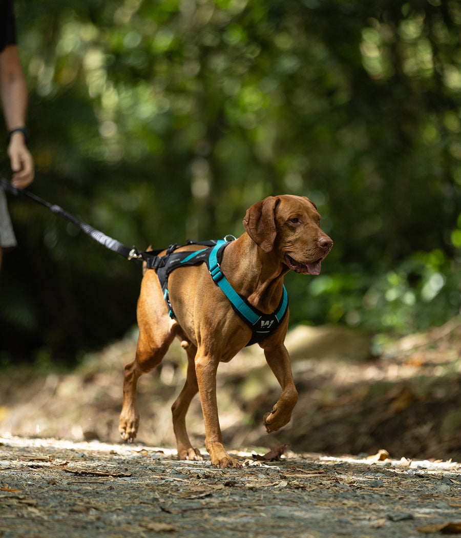 Un perro raza Vizla con un arnes de canicross color aqua, caminando 