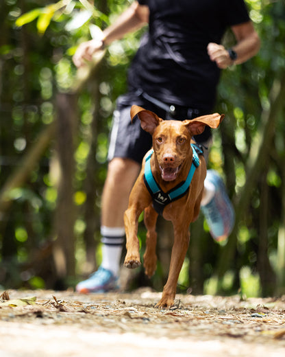 Vizsla wearing an Aqua CaniTrek canicross dog harness