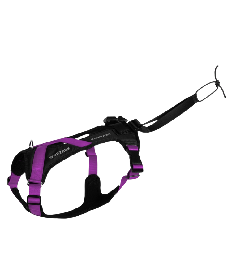Arnes para canicross color violeta vista de lado