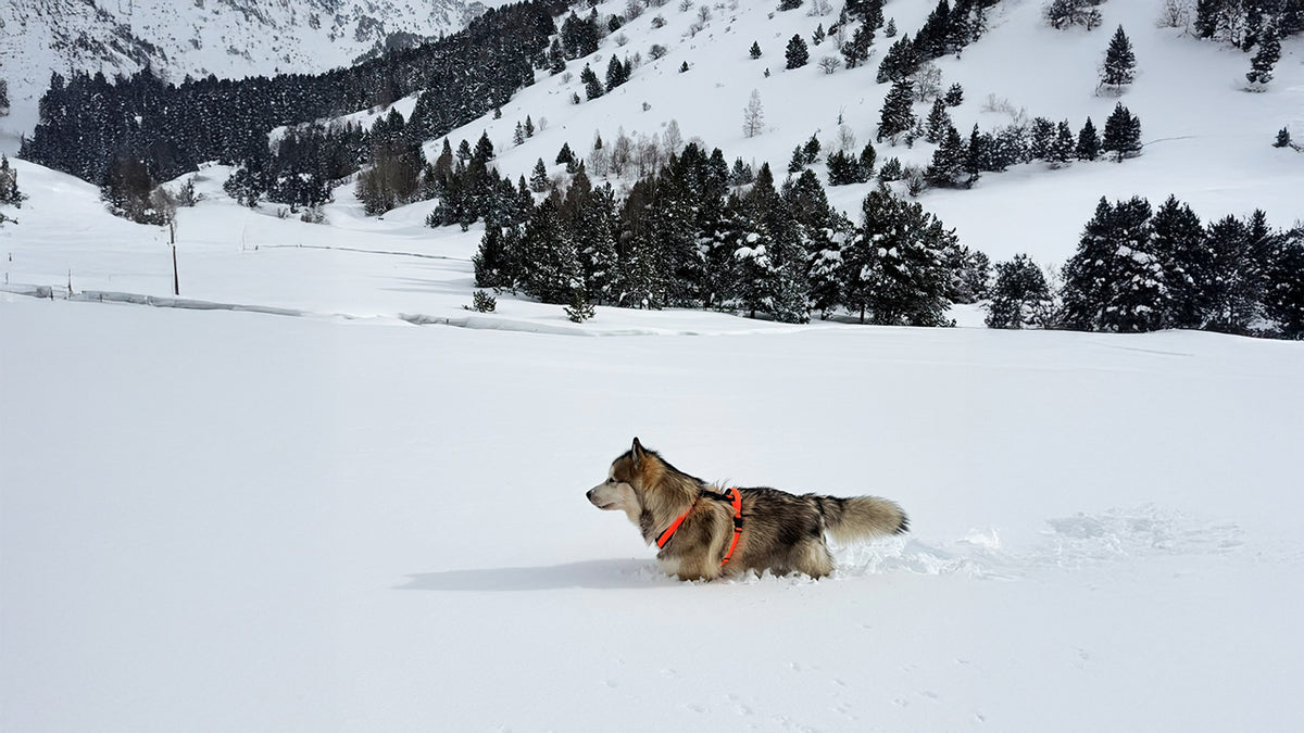 Andorra: Namek pone a prueba el arnés TrekFit Y-Series