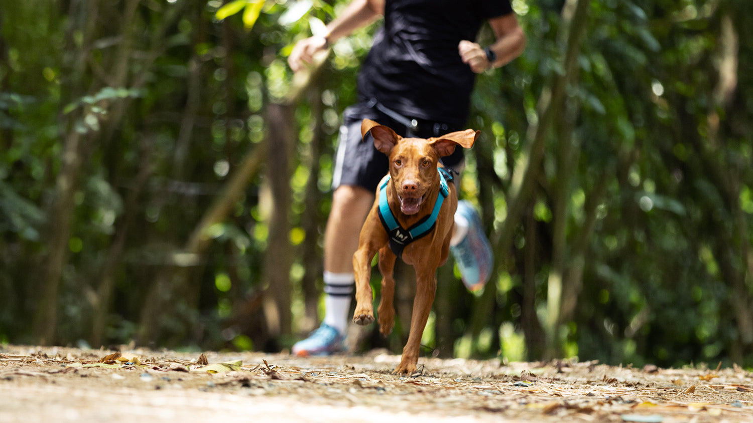 Un perro corriendo con un arnes de canicross color azul