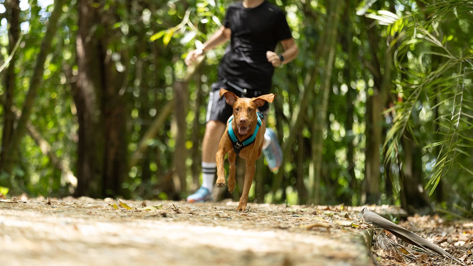Equipo de canicross WUFTREK para deporte con perros