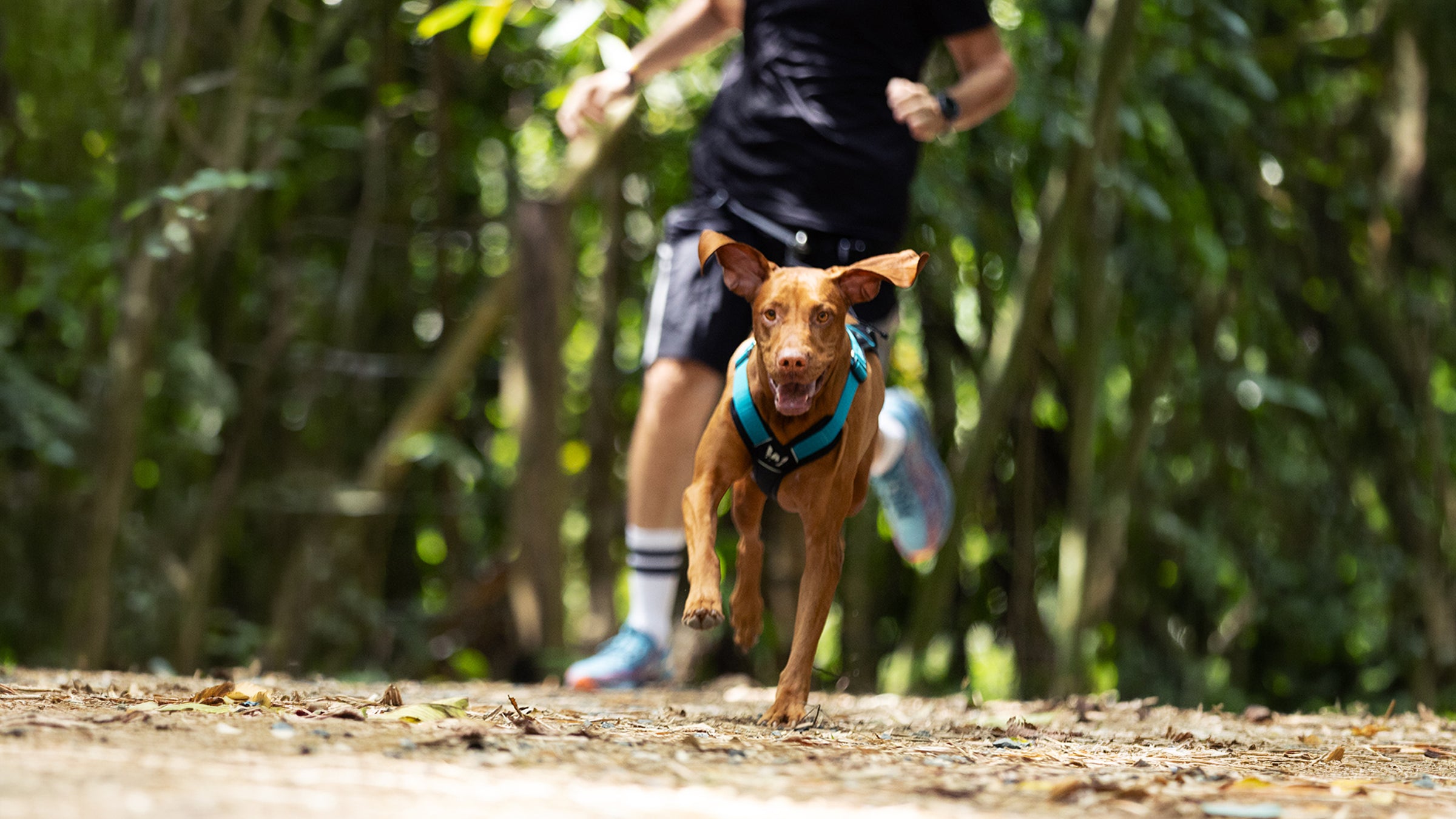 Un perro corriendo con un arnes de canicross color azul