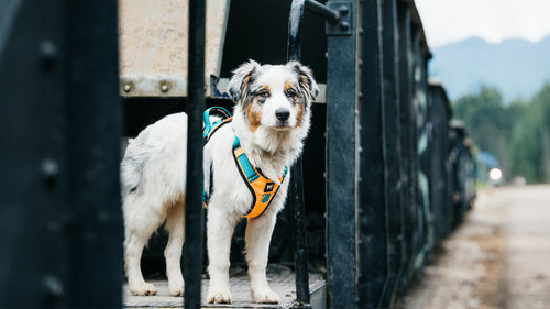Un Pastor Autraliano usando un arnes para perros color amarillo