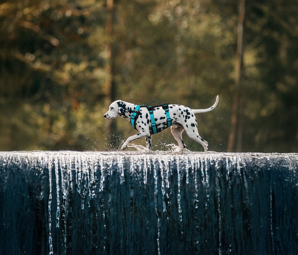 Arnés antiescape TrekFit Y-3 para perros