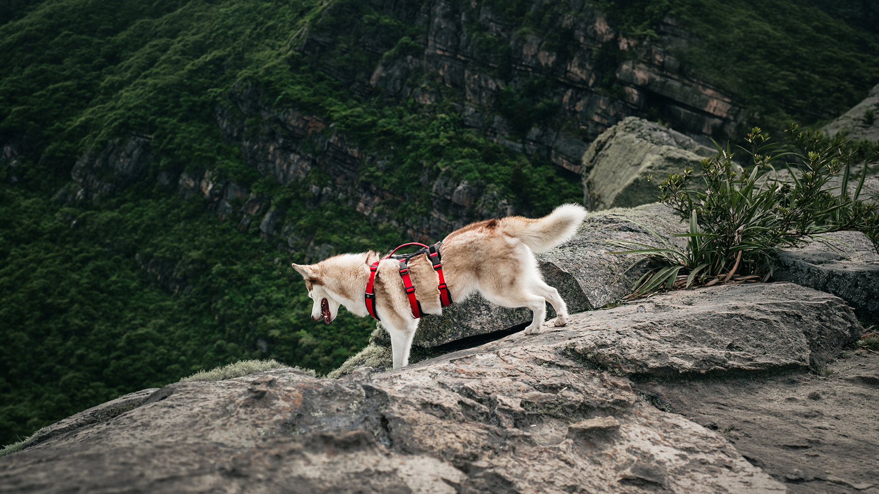 How to choose the right harness for your dog
