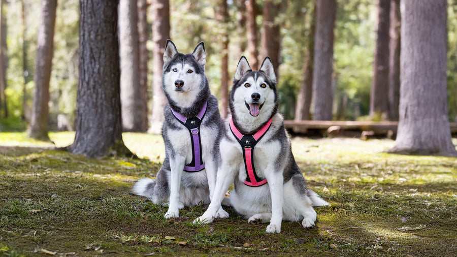 Dos perros Husky Siberianos usando arneses para perros color lila y rosa en un bosque