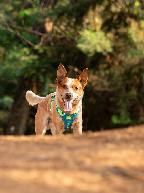 Un perro paseando en un bosque y está usando un arnés para perro color azul y verde