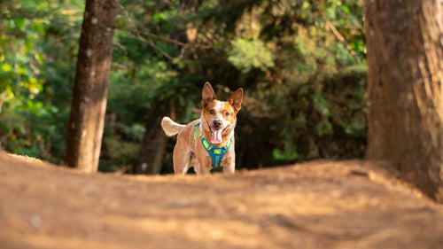 Un perro paseando en un bosque y está usando un arnés para perro color azul y verde