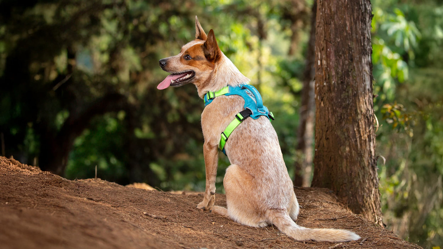 Un perro Red Heeler usando una pechera para perro color turquesa y verde