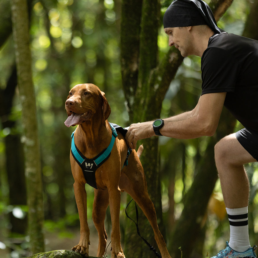 Equipo de canicross para deporte con perros