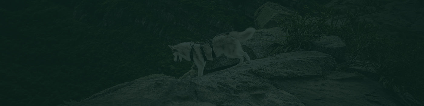 Banner color verde con opacidad, detras se ve un perro Husky usando un arnes para perros