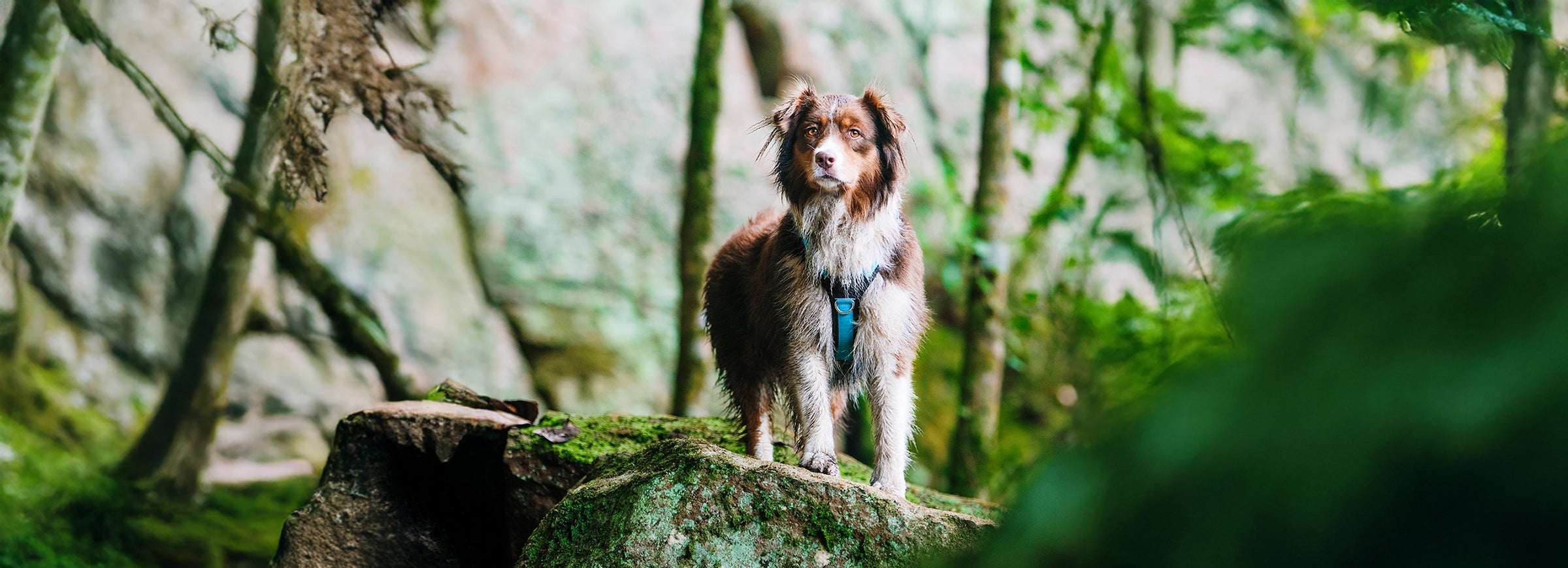 Border Collie wearing a blue Y-shaped dog harness