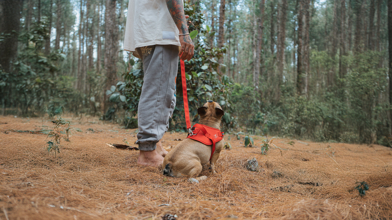 Un señor paseando con un perro por un bosque