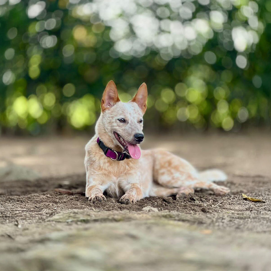 Un perro raza pastor Red Heeler usando un collar para perros color violeta
