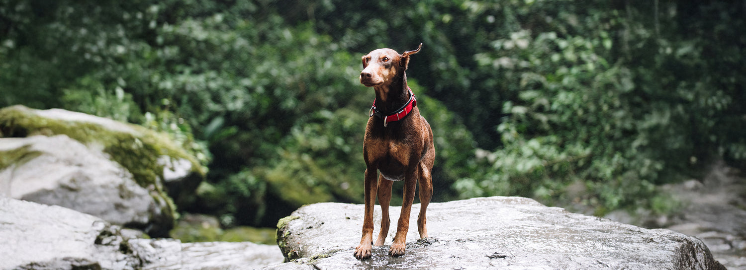 Un perro de raza grande usando un collar ancho para perros color rojo miesntras pasea en un bosque de rocas