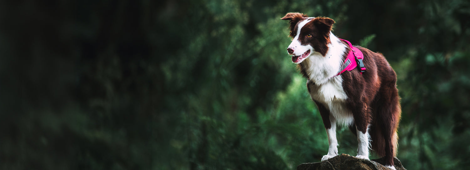 Un perro paseando en un bosque con su arnés color fucsia