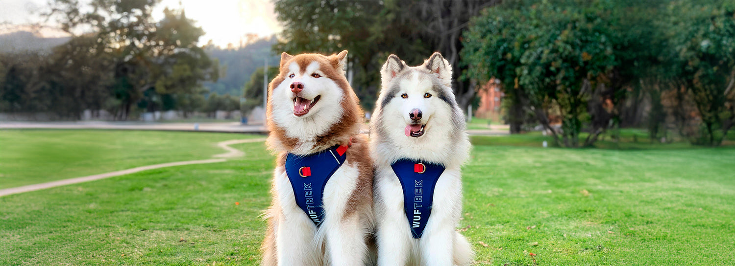 Dos Husky Siberianos usando pecheras para perros color azul y rojo de la marca Wuftrek