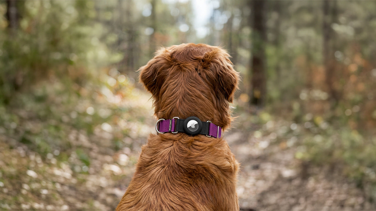 Un perro mirando hacia un bosque con un collar violeta con estuche en silicona para airtag