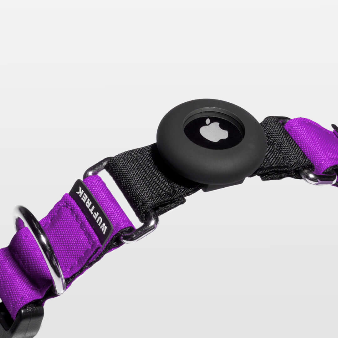 Violet TagTrek dog collar