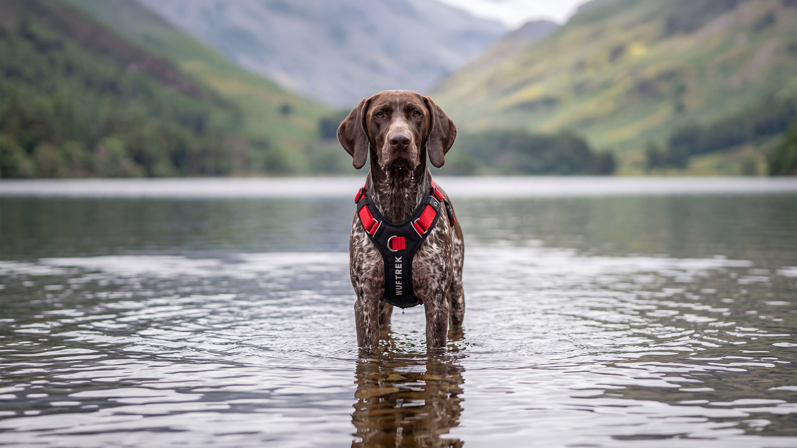 Arneses WUFTREK para perros activos
