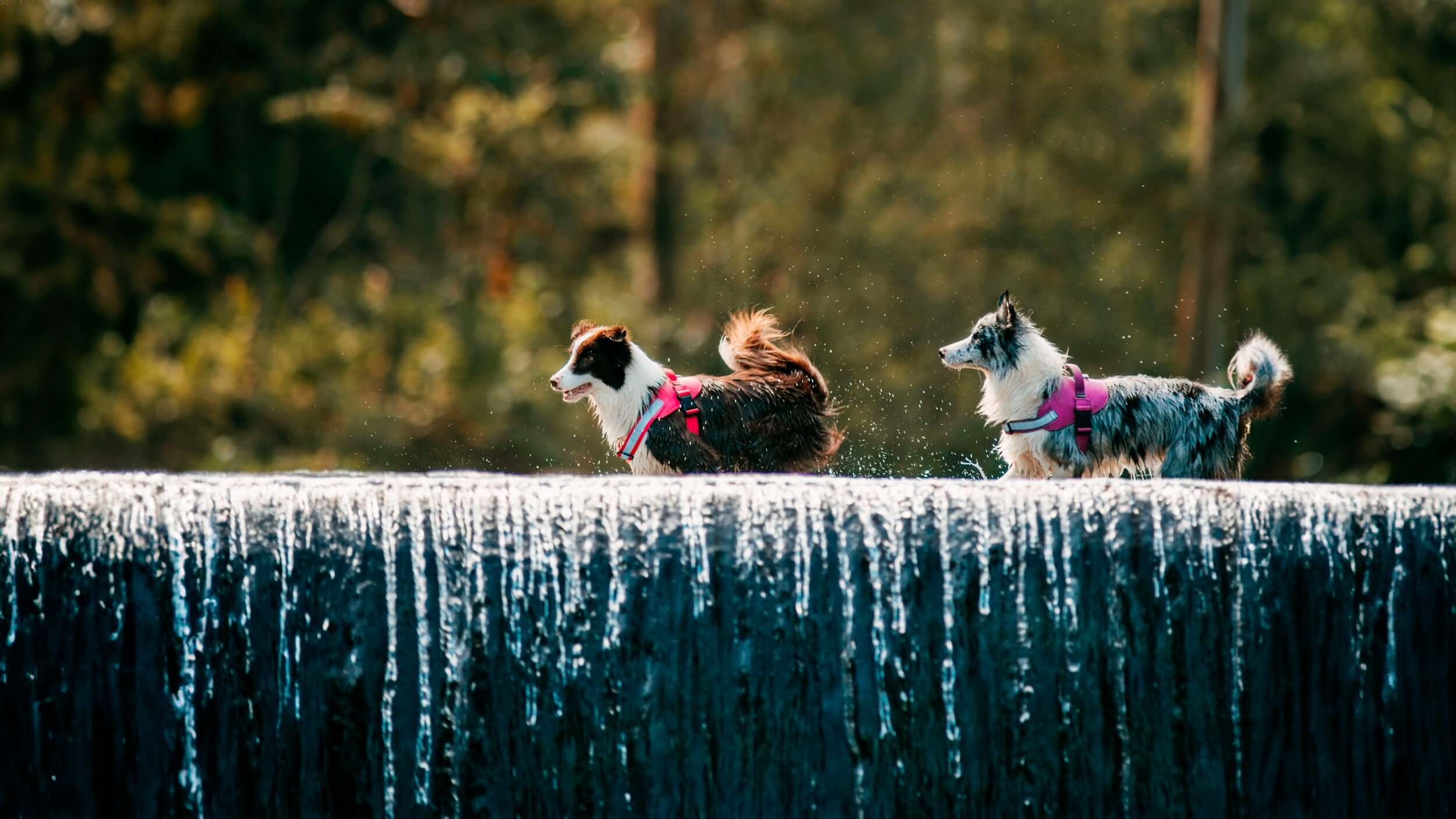 Dos perros raza Border Collie caminando en un río