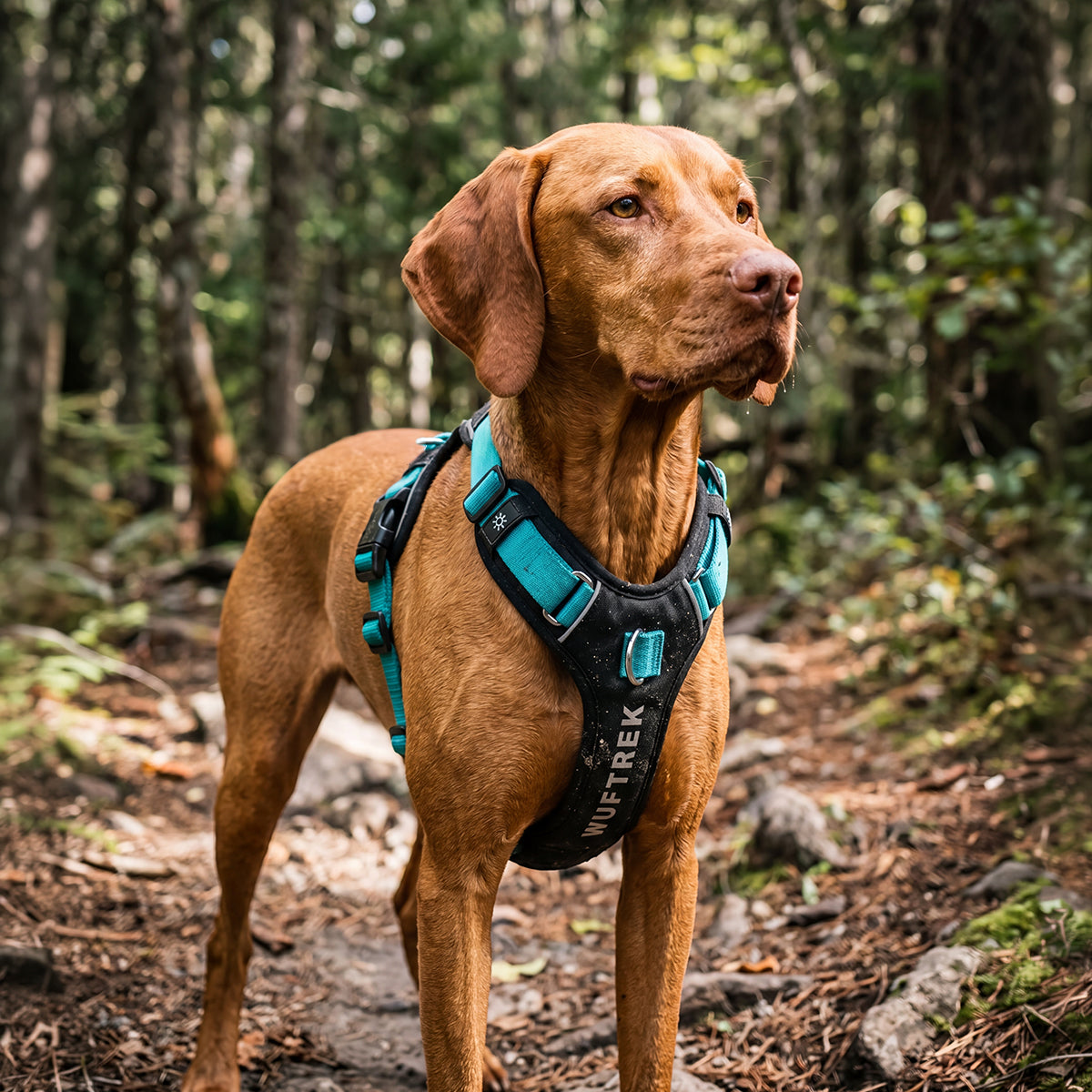 Un perro Vizla café usando una pechera para perro color azul