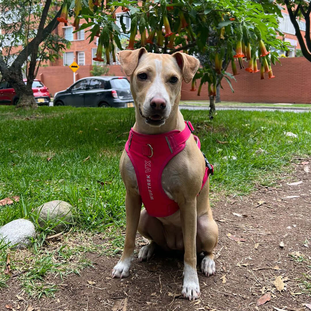 Un perro color café claro usando una pechera para perros