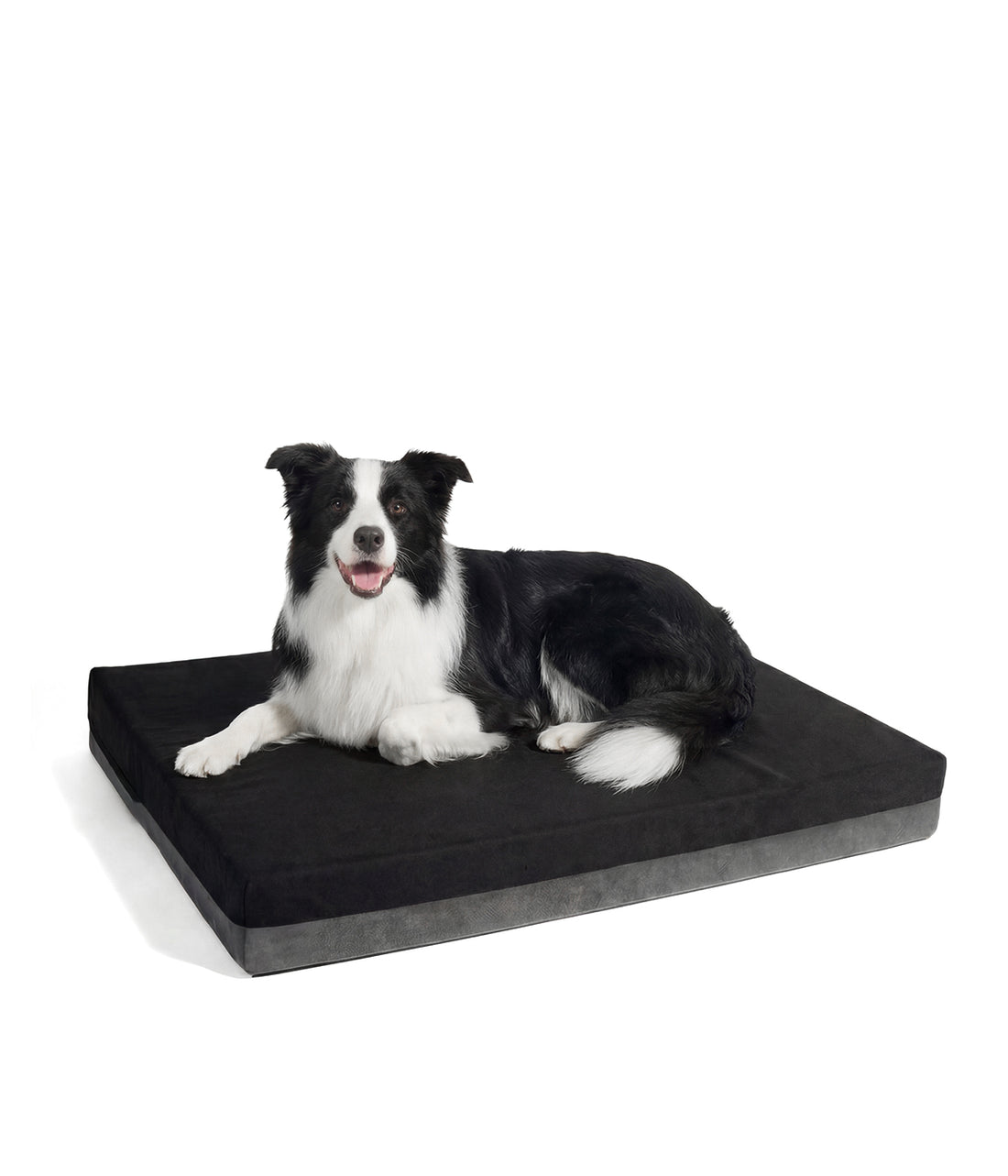 Un perro border collie durmiendo en un colchon ortopedico