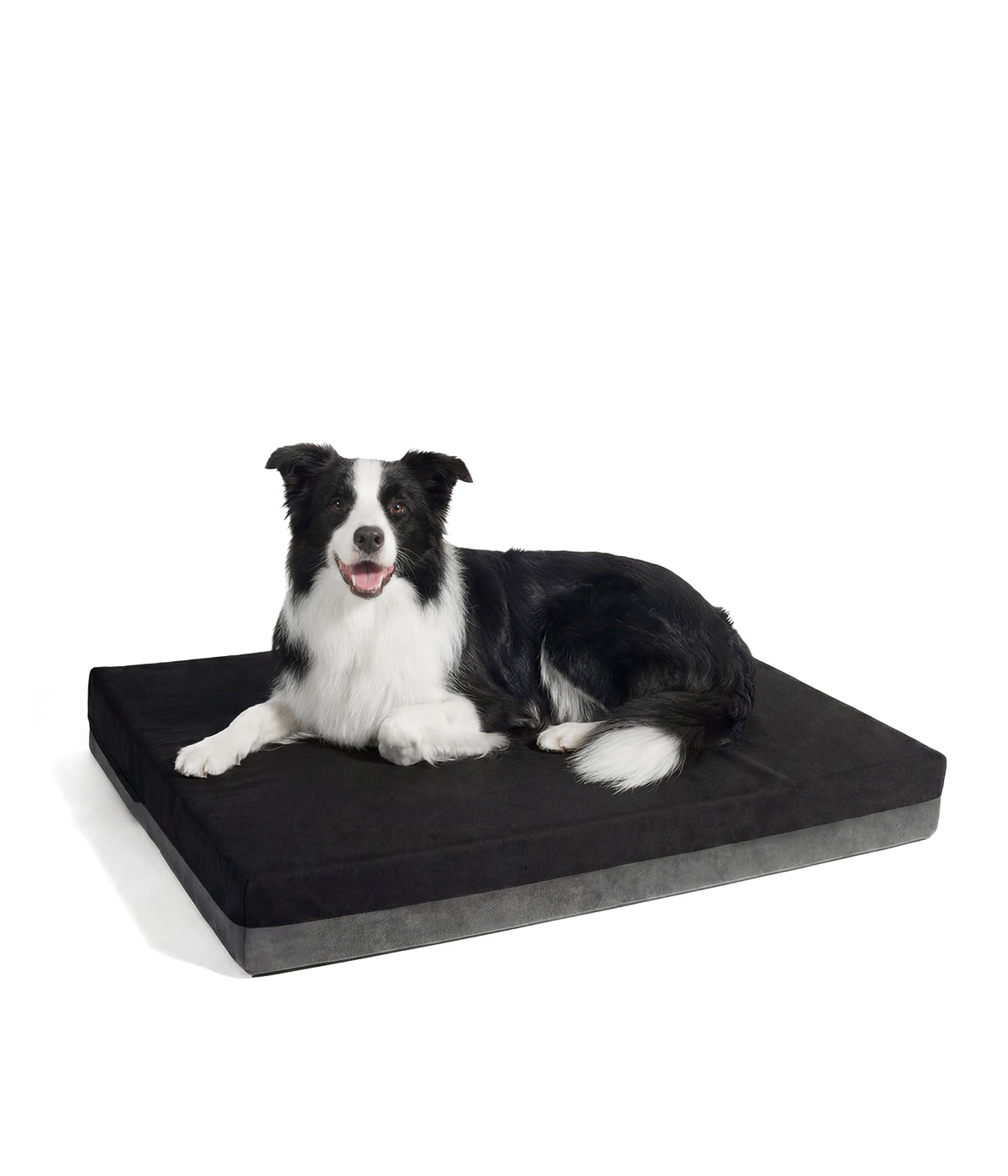 Un perro border collie durmiendo en un colchon ortopedico