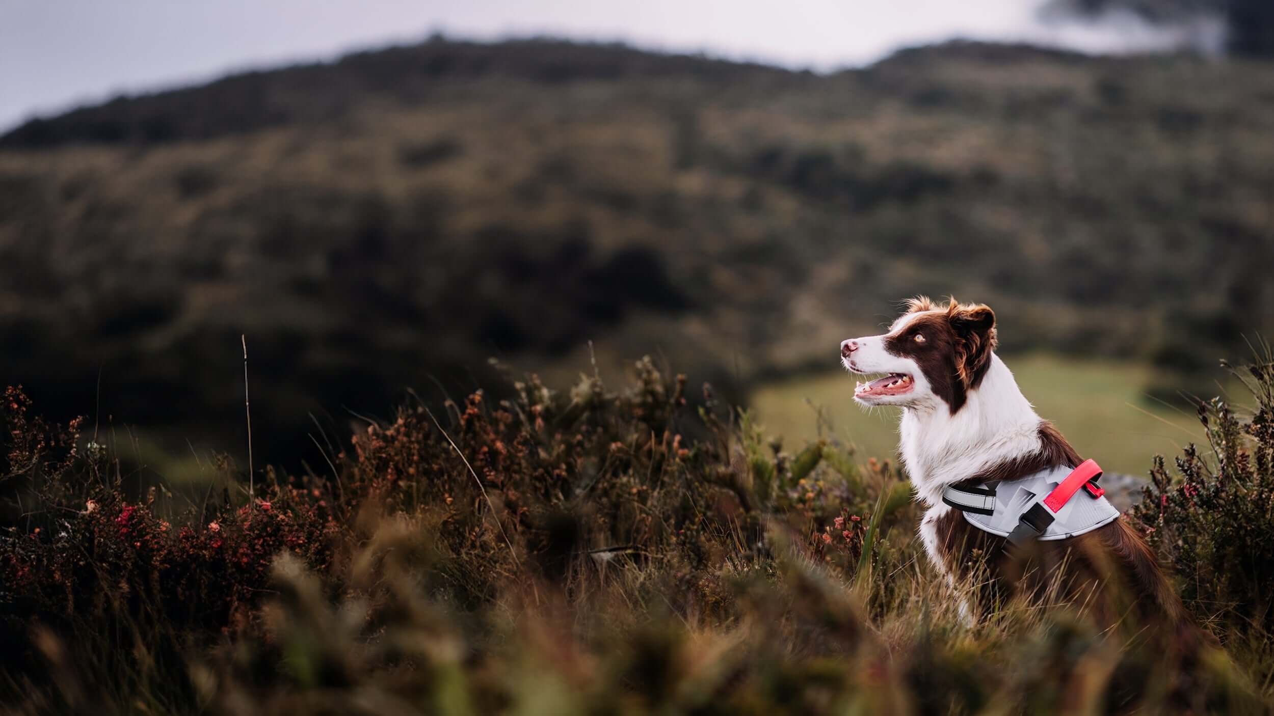 Un perro Border Collie en una pradera usando un arnés para perros