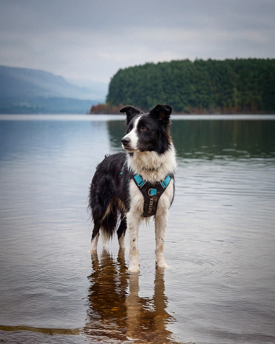Border Collie en un lago usando una pechera AirTrek Pro Aqua
