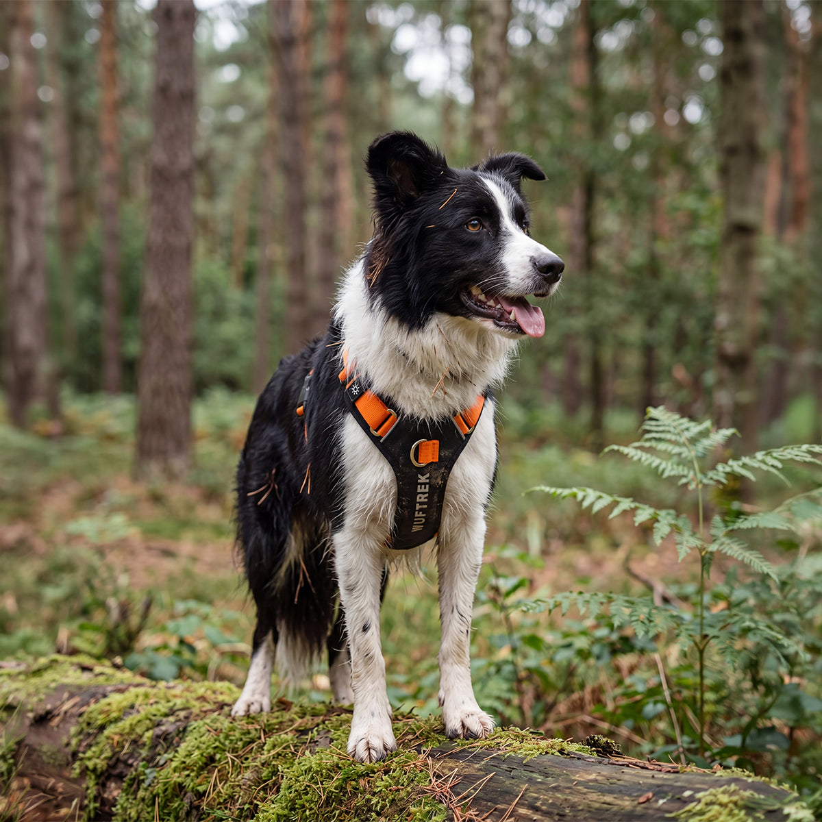 Un perro Border collie en medio del bosque con una Pechera AirTrek Pro negra con naranja