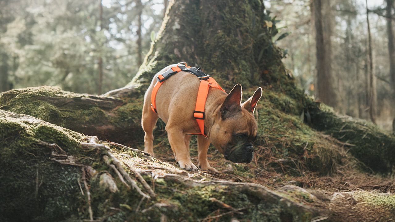 Un perro bulldog francés visto de perfil y está usando un arnés H para perrros color naranja con negro