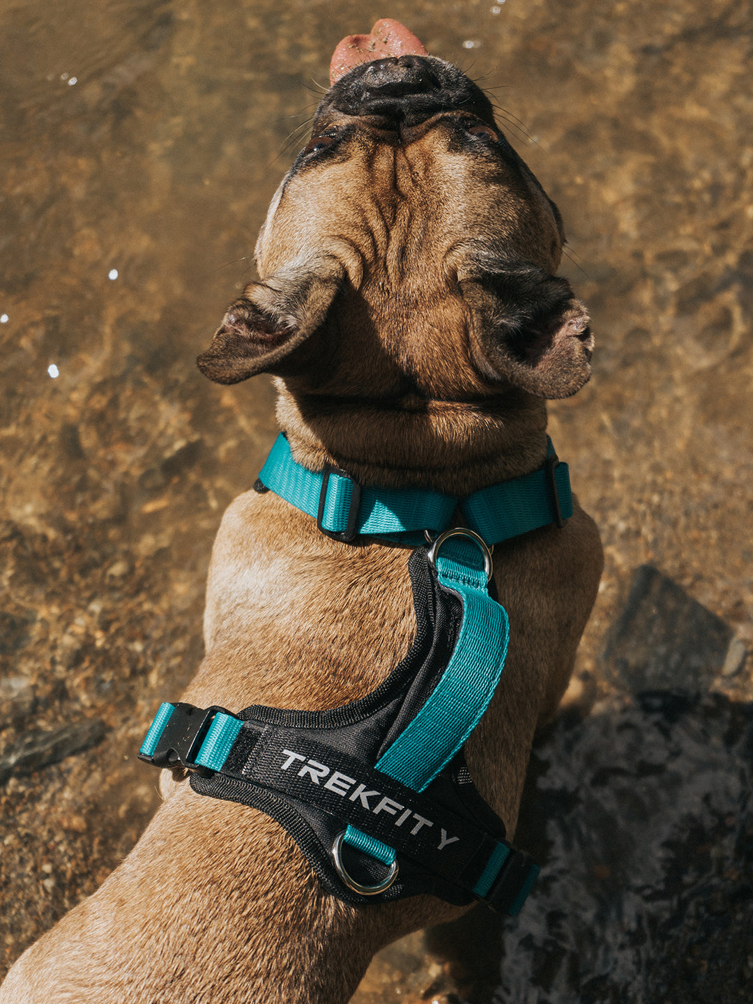Bulldog Francés usando un arnés TrekFit turquesa para perros