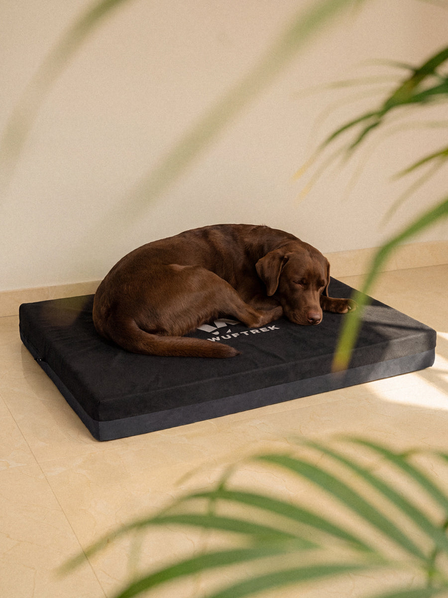 Labrador acostado en una cama ortopédica TrekComfort