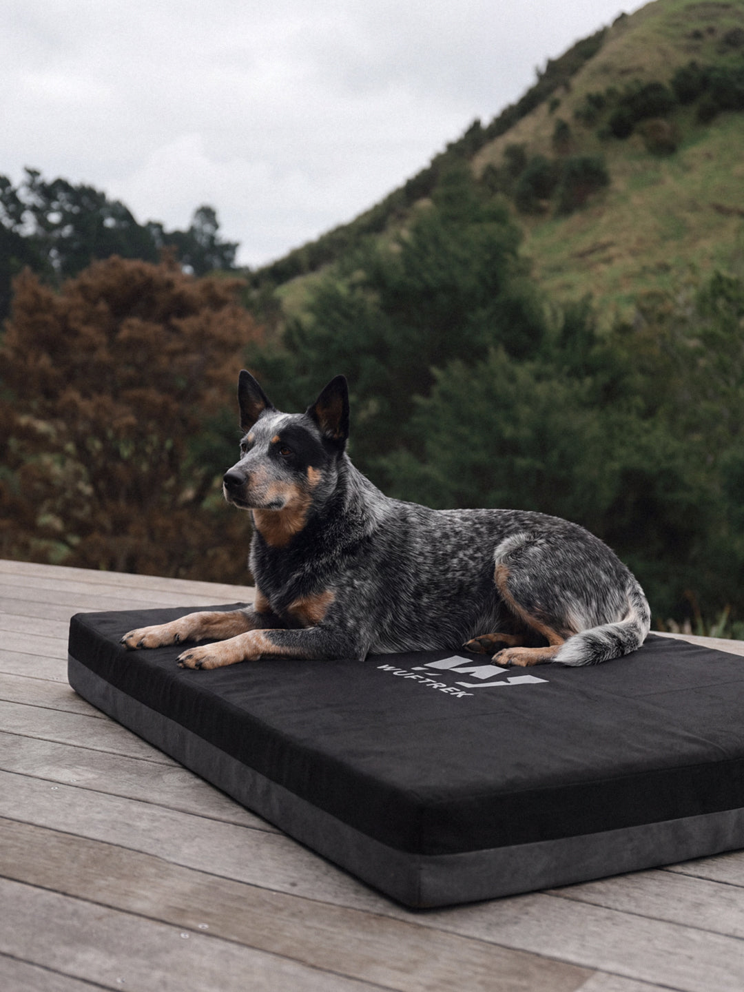 Perro Blue Heeler en una cama TrekComfort para perros