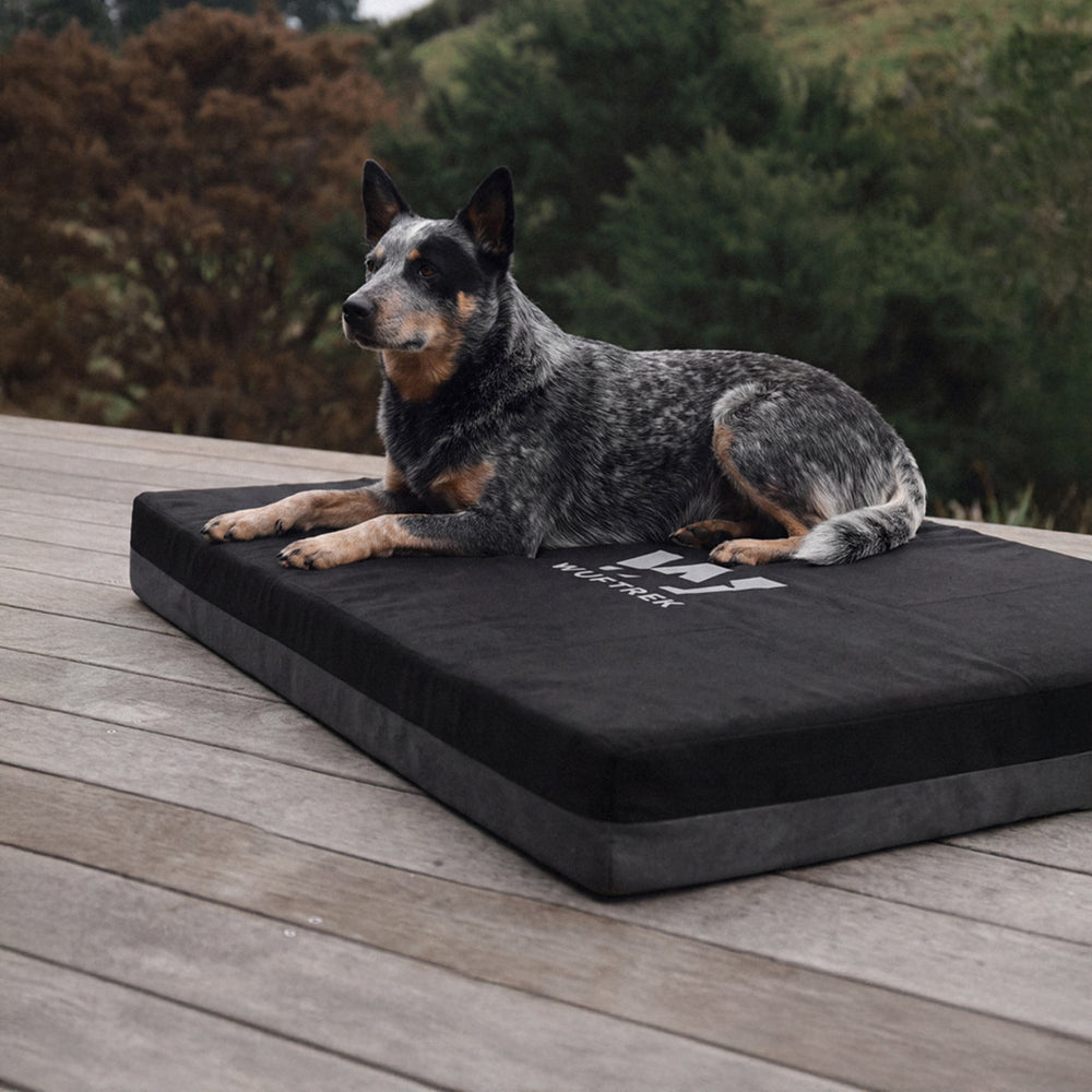 Camas para perros
