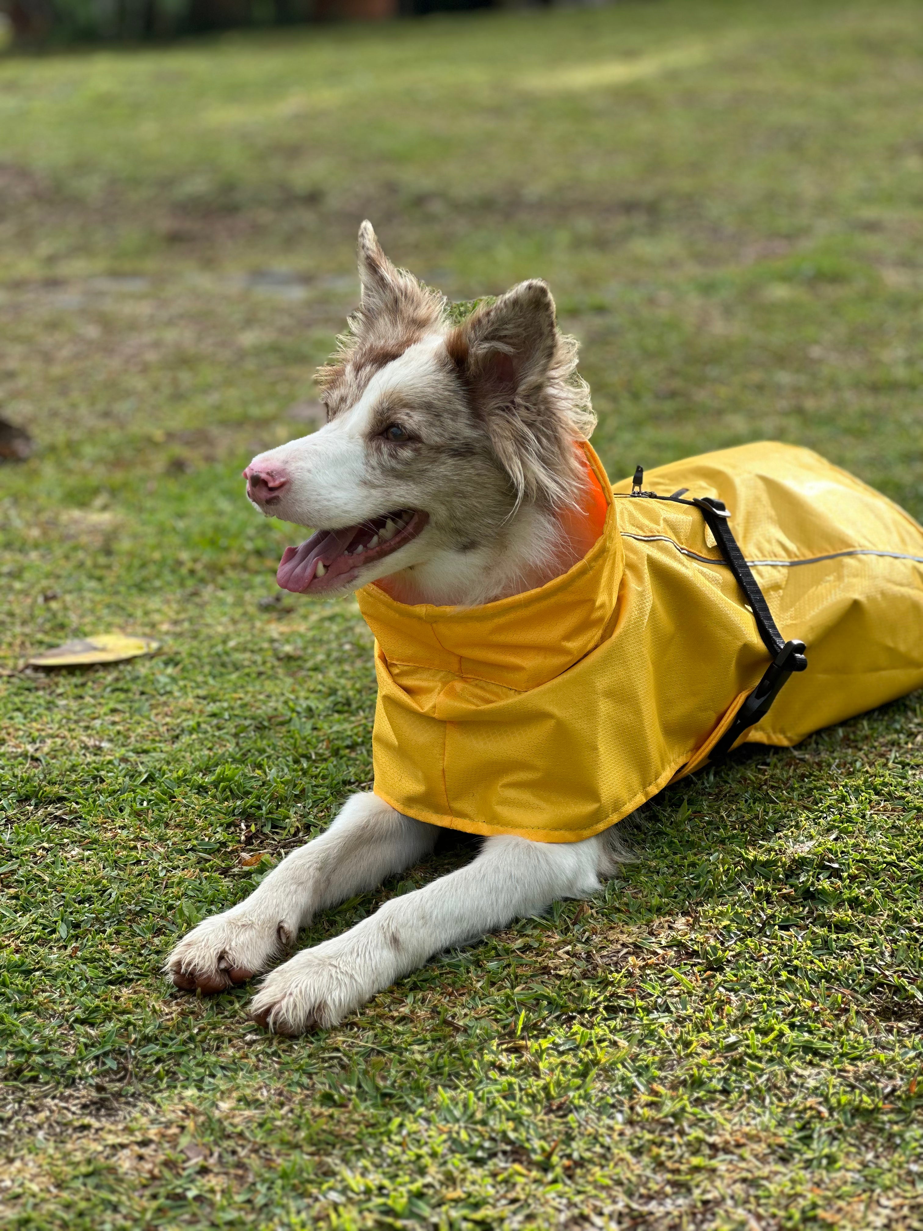 Un border collie usando un chaleco impermeable para la lluvia