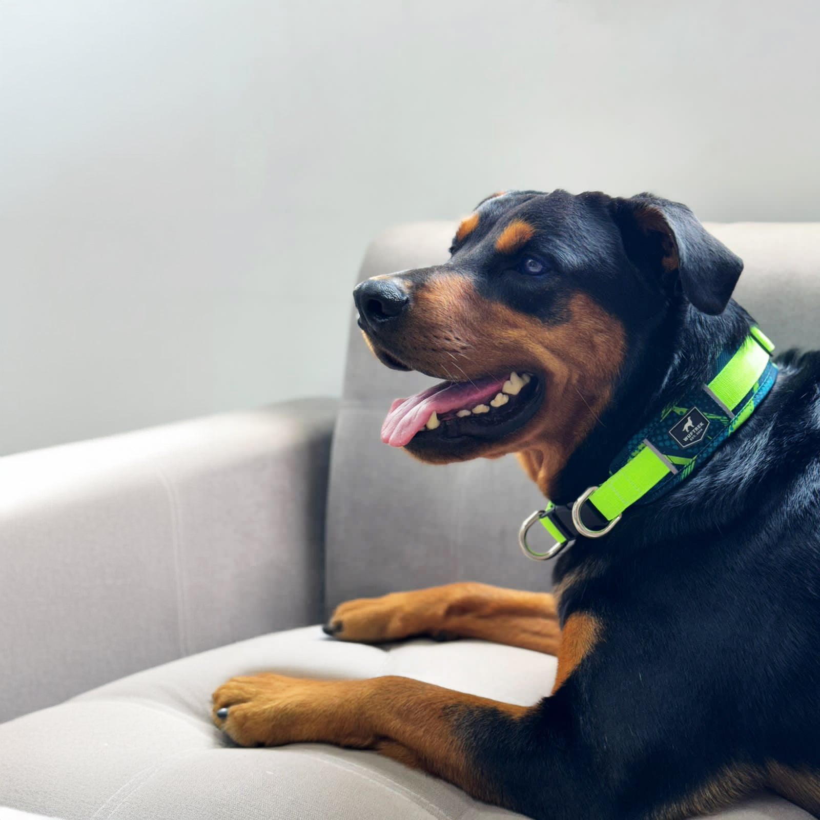 Un perro Rottweiler usando un collar para perros grandes