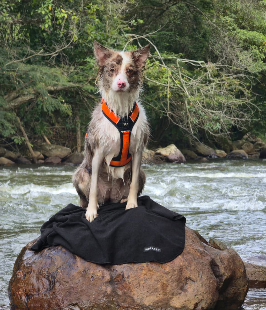 Un perro parado sobre una toalla para perros color negro